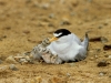 CA Least Tern with chick (endangered)