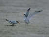 Least tern pair (endangered)
