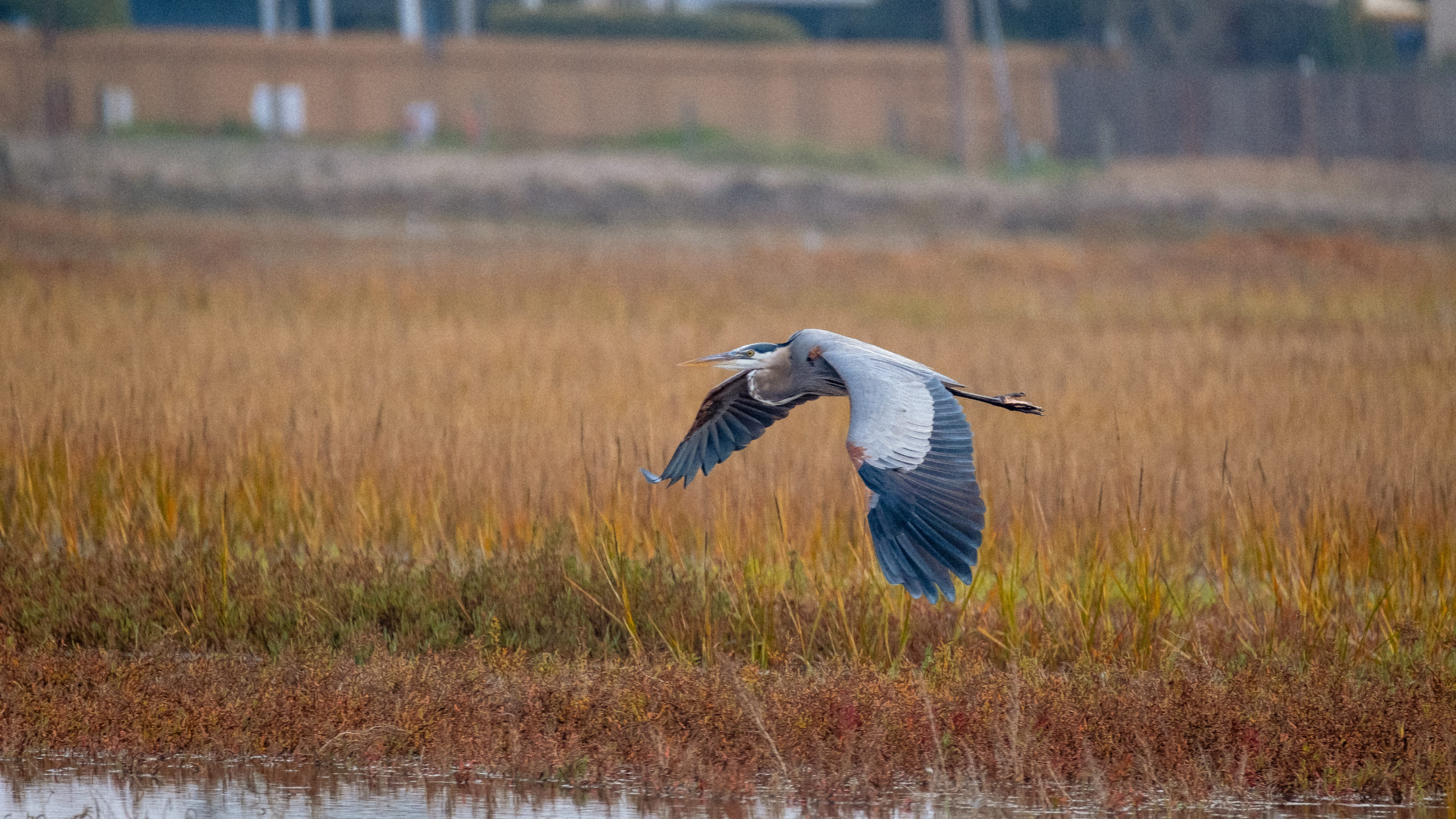 Plants & Animals - Tijuana Estuary - TRNERR