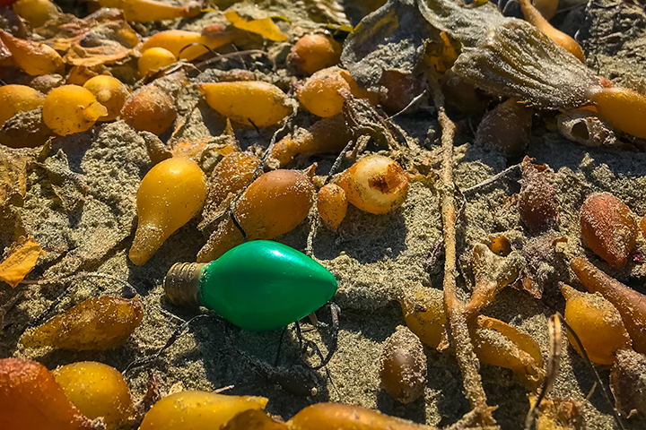 Marine debris found among kelp at Tijuana River NERR. Photo credit: Kristen Goodrich