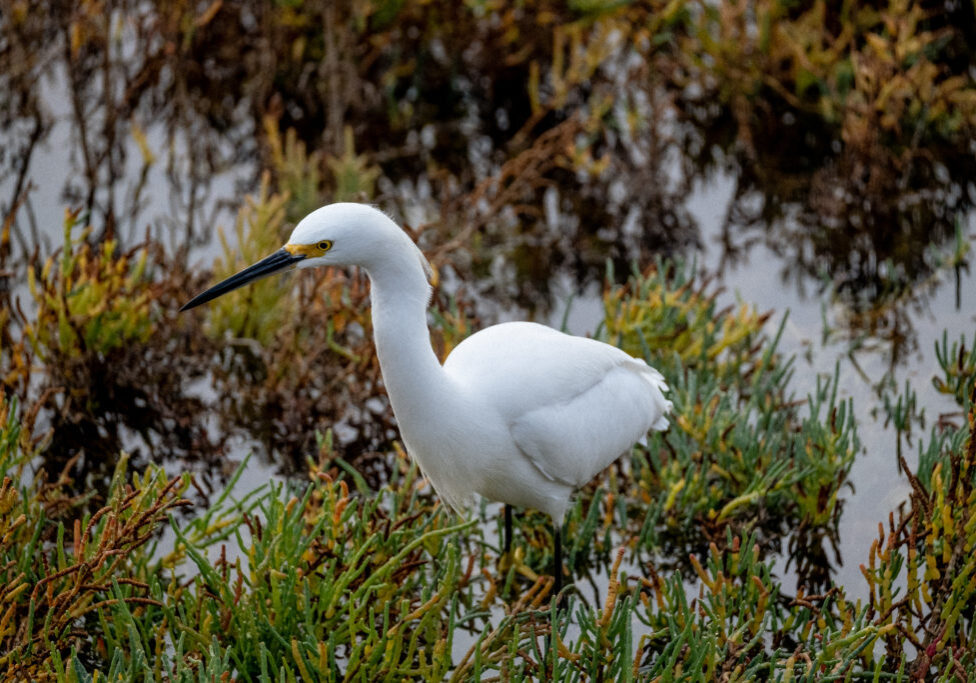 Bird in the marsh at the Tijuana Estuary