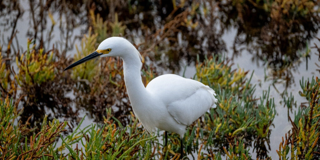 Bird in the marsh at the Tijuana Estuary