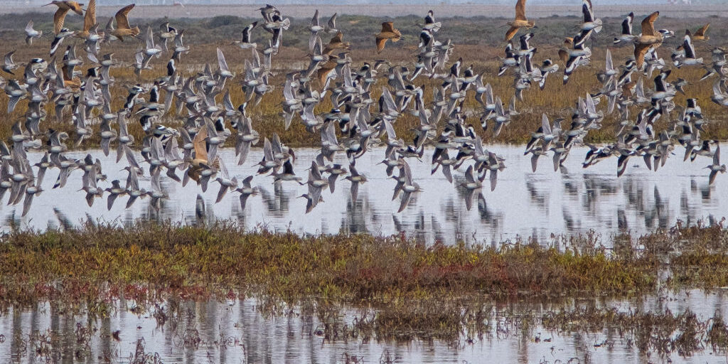 A flock of birds fly over the Tijuana Estuary