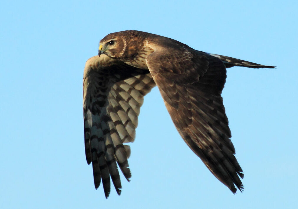Large Northern harrier soaring through the air.