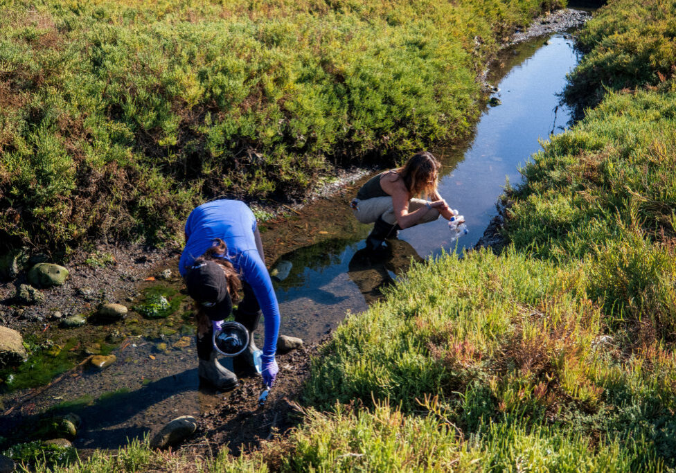 Student researchers from SDSU and USD are collecting samples for studies on the effects of urban runoff on marine life in the Tijuana Estuary.