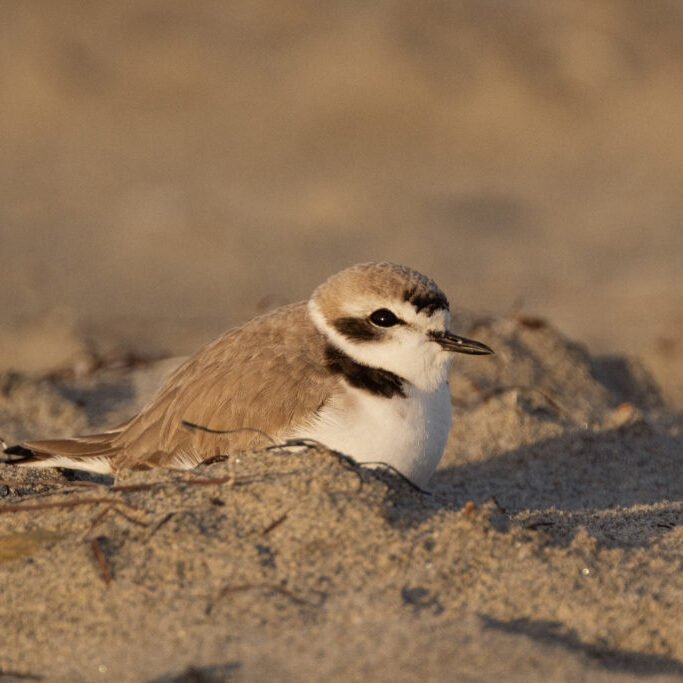 A snowy plover nests in Imperial Beach sand dunes that divide the beach and the Tijuana Estuary.
