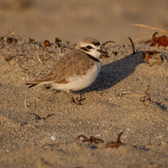 A snowy plover in Imperial Beach sand dunes that divide the beach and the Tijuana Estuary.