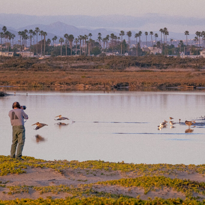 A bird photographer taking photos of Brown Pelicans near the Tijuana River Mouth in the Tijuana Estuary near Imperial Beach, CA.