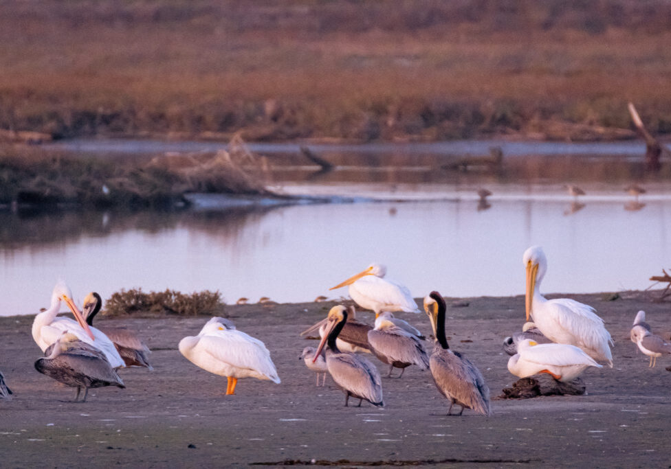 A group of white pelicans rests and feeds along the Tijuana Estuary waters.