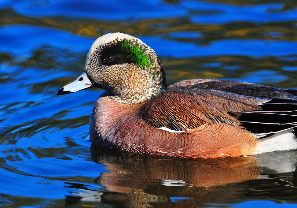 Close up of a brown and green American wigeon swimming in the water.