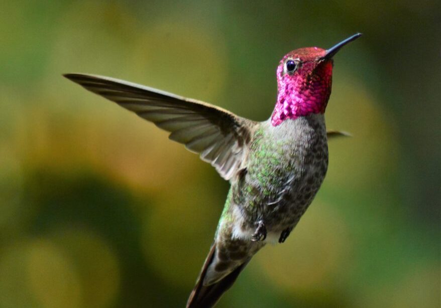Close-up photo of vibrant green and pink Anna's hummingbird flying in the air.