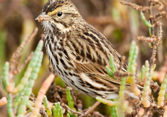 Close up of a Belding's savannah sparrow perched on a branch in the brush.