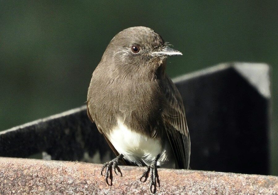 Black phoebe perched on a railing.