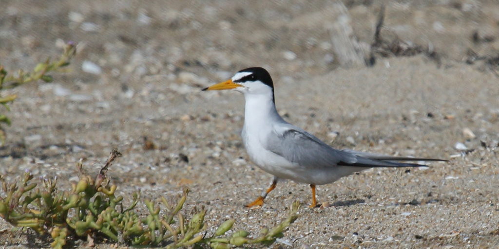California least tern walking along a rocky shore.