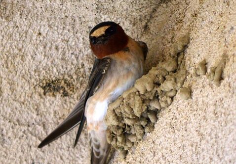 Cliff swallow nested along the side of a cliff.