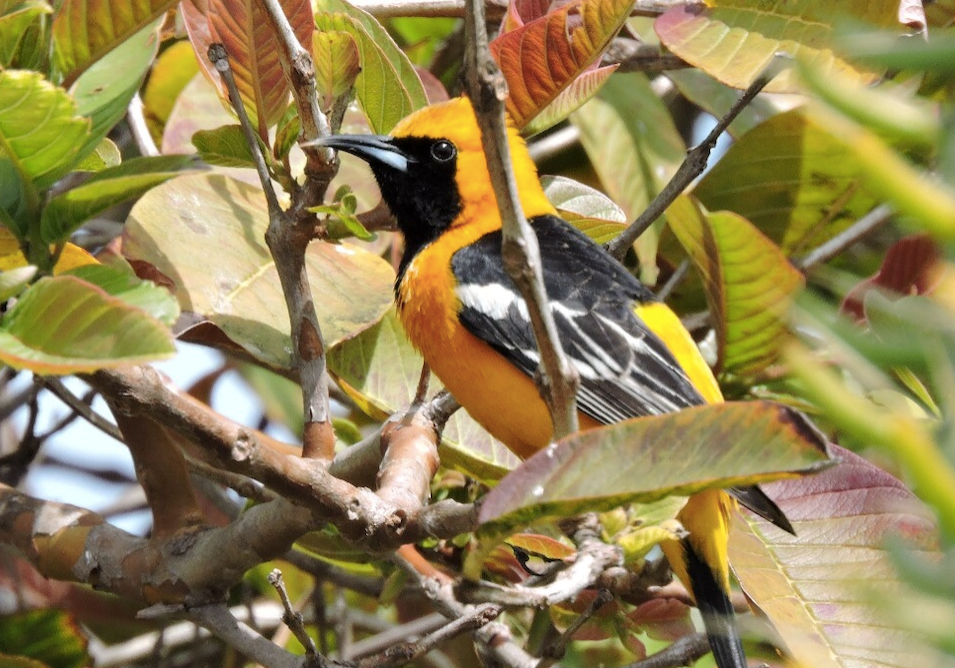 Vibrant yellow and black hooded oriole perched on a tree branch, behind tree leaves.