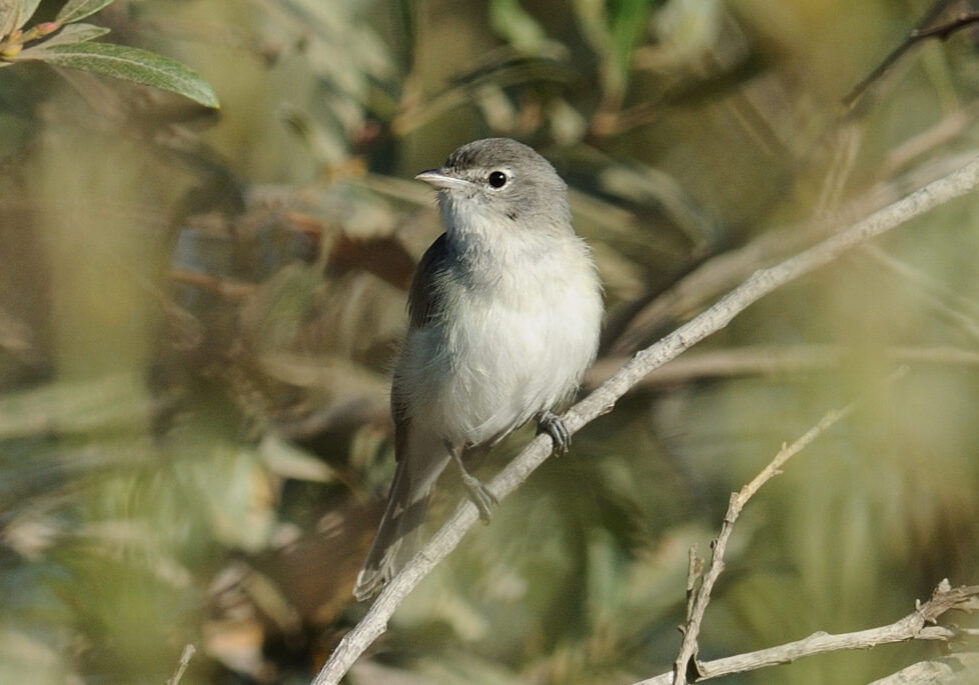 Close up of a least bell's vireo perched on a tree branch.