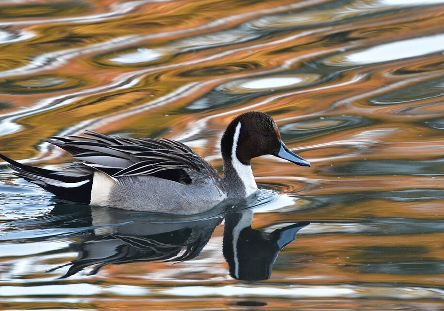 Close up of a Northern pintail swimming in the water.