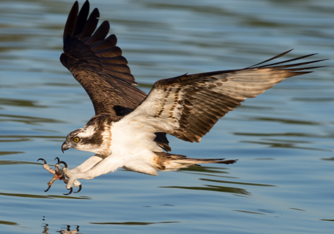 Osprey in mid-flight, flying towards the water in search of fish.