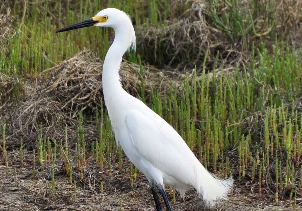 Snowy egret wading in the marshlands