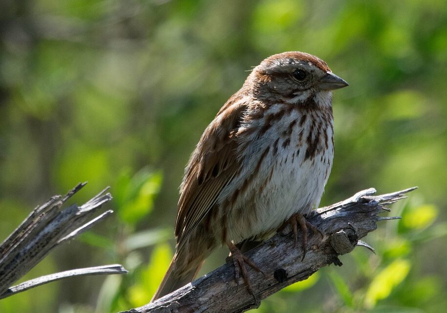 Song sparrow perched on a branch.
