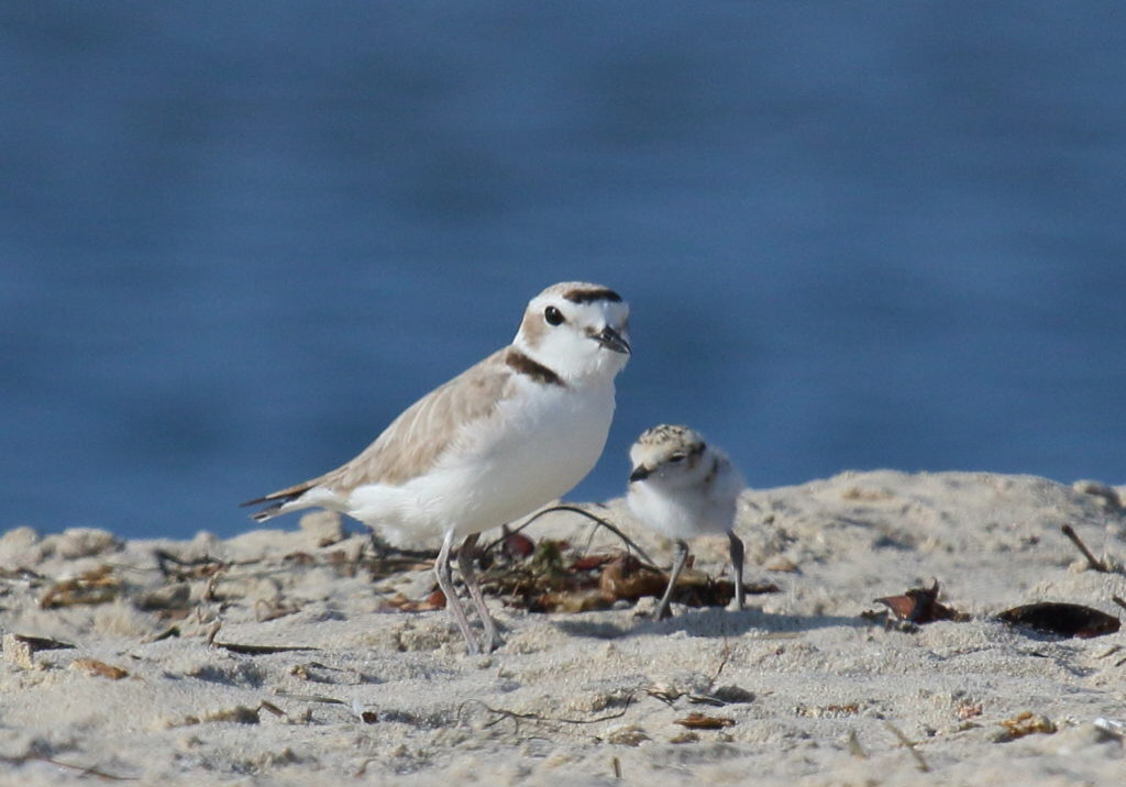 Western snowy plover and chick sit in the sand along the edge of the water.