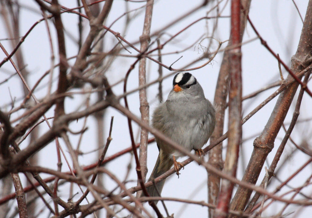 White crowned sparrow perched on a tree branch.